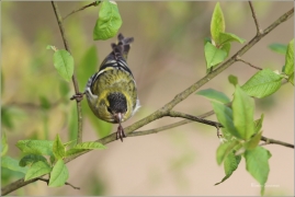 <p>ČÍŽEK LESNÍ (Carduelis spinus) ------- /Eurasian siskin - Erlenzeisig/</p>