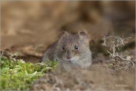 <p>NORNÍK RUDÝ (Clethrionomys glareolus) Šluknovsko-Jiříkov ---- /Bank vole – Rötelmaus/</p>