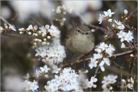 <p>BUDNÍČEK MENŠÍ (Phylloscopus collybita) /Common chiffchaff – Zilpzalp/</p>