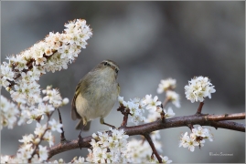 <p>BUDNÍČEK MENŠÍ (Phylloscopus collybita) /Common chiffchaff – Zilpzalp/</p>