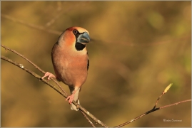 <p>DLASK TLUSTOZOBÝ (Coccothraustes coccothraustes) Šluknovsko - Jiříkov ---- /Hawfinch - Kernbeißer/</p>