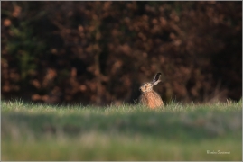 <p>ZAJÍC POLNÍ (Lepus europaeus) Šluknovsko- Harta --- /European hare - Feldhase/</p>