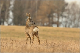 <p>SRNEC OBECNÝ (Capreolus capreolus) Šluknovsko - Jiříkov --- /European roe deer - Reh/</p>