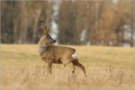 <p>SRNEC OBECNÝ (Capreolus capreolus) Šluknovsko - Valdek --- /European roe deer - Reh/</p>