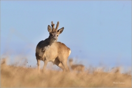 <p>SRNEC OBECNÝ (Capreolus capreolus) Šluknovsko - Jiříkov --- /European roe deer - Reh/</p>