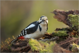 <p>STRAKAPOUD VELKÝ (Dendrocopos major) - /Great spotted woodpecker – Buntspecht/
</p>