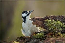<p>STRAKAPOUD VELKÝ (Dendrocopos major) - /Great spotted woodpecker – Buntspecht/
</p>