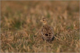 <p>SKŘIVAN POLNÍ (Alauda arvensis) - Šluknovsko, Jiříkov ---- /Eurasian skylark - Feldlerche/</p>
