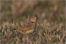<p>SKŘIVAN POLNÍ (Alauda arvensis) - Šluknovsko, Jiříkov ---- /Eurasian skylark - Feldlerche/</p>