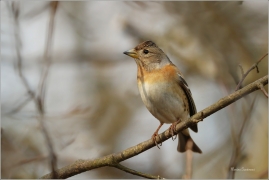 <p>PĚNKAVA JIKAVEC (Fringilla montifringilla) - Šluknovsko, Jiříkov ---- / Brambling - Bergfink/</p>