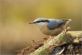 <p>BRHLÍK LESNÍ (Sitta europaea) ---- /Eurasian nuthatch - Kleiber/</p>