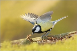 <p>SÝKORA KOŇADRA (Parus major) ------- /Great tit - Kohlmeise/</p>