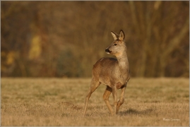 <p>SRNEC OBECNÝ (Capreolus capreolus) Šluknovsko - Království --- /European roe deer - Reh/</p>