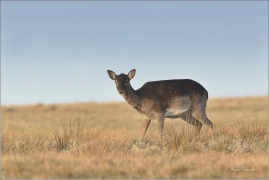 <p>DANĚK SKVRNITÝ (Dama dama) Šluknovsko - Valdek /Fallow deer - Damhirsch/</p>