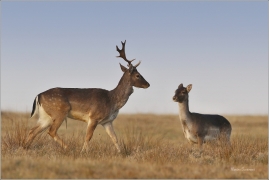 <p>DANĚK SKVRNITÝ (Dama dama) Šluknovsko-Harta- -- /Fallow deer - Damhirsch/</p>