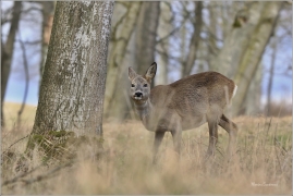 <p>SRNEC OBECNÝ (Capreolus capreolus) Šluknovsko - Valdek --- /European roe deer - Reh/</p>