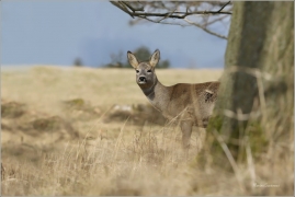 <p>SRNEC OBECNÝ (Capreolus capreolus) Šluknovsko - Valdek --- /European roe deer - Reh/</p>