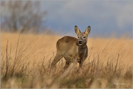 <p>SRNEC OBECNÝ (Capreolus capreolus) Šluknovsko - Valdek --- /European roe deer - Reh/</p>