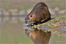 <p>NUTRIE ŘÍČNÍ (Myocastor coypus) M. Boleslav ---- /Coypu- Nutria/</p>
