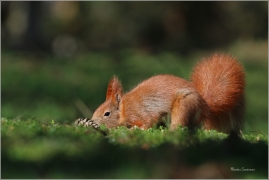 <p>VEVERKA OBECNÁ (Sciurus vulgaris) M. Boleslav ---- /Red squirrel - Eichhörnchen/</p>