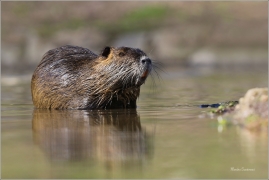 <p>NUTRIE ŘÍČNÍ (Myocastor coypus) M. Boleslav ---- /Coypu- Nutria/</p>