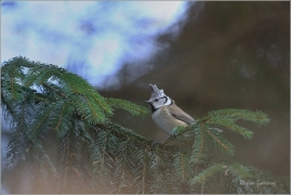 <p>SÝKORA PARUKÁŘKA - Šluknovsko - okolí Jiříkova (Lophophanes cristatus) ---- /Crested tit - Haubenmeise/</p>