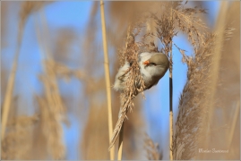 <p>SÝKOŘICE VOUSATÁ ((Panurus biarmicus) - jezero Milada ---- /Bearded reedling - Bartmeise)</p>