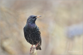 <p>ŠPAČEK OBECNÝ (Sturnus vulgaris) ---- /Common starling - Star/</p>