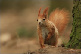 <p>VEVERKA OBECNÁ (Sciurus vulgaris) ---- /Red squirrel - Eichhörnchen/</p>