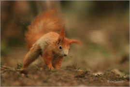 <p>VEVERKA OBECNÁ (Sciurus vulgaris) ---- /Red squirrel - Eichhörnchen/</p>