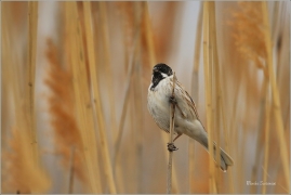 <p>STRNAD RÁKOSNÍ (Emberiza schoeniclus) Ústecko ----- /Common reed bunting – Rohrammer/</p>