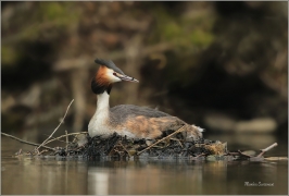 <p>POTÁPKA ROHÁČ (Podiceps cristatus) Českolipsko ----- /Great grested grebe – Haubentaucher/</p>