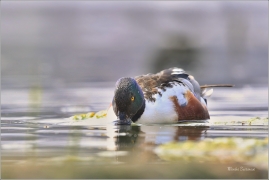 <p>LŽIČÁK PESTRÝ (Anas clypeata) střední Čechy - Hostivické rybníky ---- /Northern shoveler - Löffelente/</p>