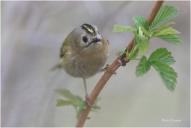 <p>KRÁLÍČEK OBECNÝ (Regulus regulus) Šluknovsko - Jiříkov /Goldcrest - Wintergoldhähnchen/</p>