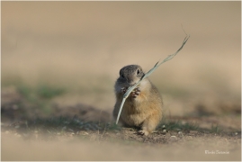 <p>SYSEL OBECNÝ (Spermophilus citellus) --- /European ground squirrel - Europäisches Ziesel/</p>
