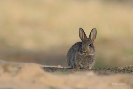 <p>KRÁLÍK DIVOKÝ (Oryctolagus cuniculus) - Mladá Boleslav ---- /European rabbit - Wildkaninchen/</p>