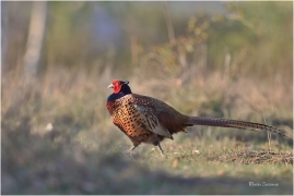 <p>BAŽANT OBECNÝ (Phasianus colchicus) Mladá Boleslav-Radouč /Common pheasant - Fasan/</p>