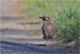 <p>SOJKA OBECNÁ (Garrulus glandarius) Rychnov u Jbc.n.Nisou ---- /Eurasian jay - Eichelhäher/</p>