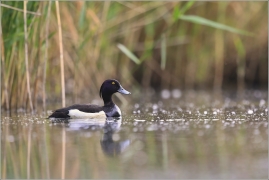 <p>POLÁK CHOCHOLAČKA (Aythya fuligula) Českolipsko ---- /Tufted duck – Reiherente/</p>