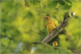 <p>ŽLUVA HAJNÍ (Oriolus oriolus) - Českolipsko ---- /Eurasian golden oriole - Pirol/</p>