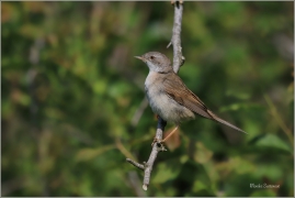 <p>PĚNICE HNĚDOKŘÍDLÁ - (Sylvia communis) Dolní Podluží ----- /Common whitethroat - Dorngrasmücke/</p>