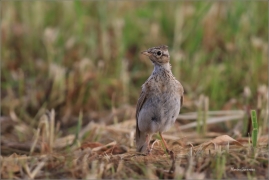 <p>SKŘIVAN POLNÍ (Alauda arvensis) - Šluknovsko, Jiříkov ---- /Eurasian skylark - Feldlerche/</p>
