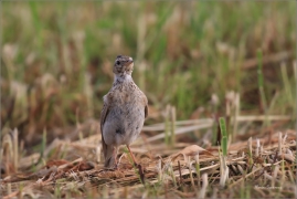 <p>SKŘIVAN POLNÍ (Alauda arvensis) - Šluknovsko, Jiříkov ---- /Eurasian skylark - Feldlerche/</p>