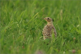 <p>SKŘIVAN POLNÍ (Alauda arvensis) - Šluknovsko, Jiříkov ---- /Eurasian skylark - Feldlerche/</p>