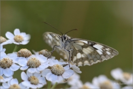<p>OKÁČ BOJÍNKOVÝ (Melanargia galathea) ----- /Marbled white - Schachbrett (Schmetterling)/</p>