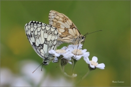 <p>OKÁČ BOJÍNKOVÝ (Melanargia galathea) ----- /Marbled white - Schachbrett (Schmetterling)/</p>