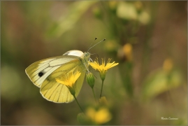 <p>BĚLÁSEK ŘEPKOVÝ (Pieris napi) ---- /Green-veined white - Rapsweißling/</p>