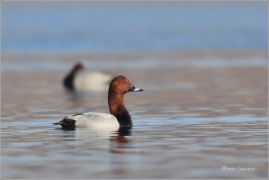 <p>POLÁK VELKÝ (Aythya ferina) - jezero Milada --- /Common pochard - Tafelente/</p>