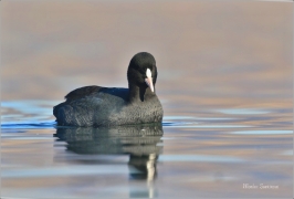 <p>LYSKA ČERNÁ (Fulica atra) jezero Milada --- /Eurasian coot - Blässhunh/</p>