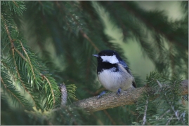 <p>SÝKORA UHELNÍČEK (Periparus ater) ---- /Coal tit - Tannenmeise/</p>